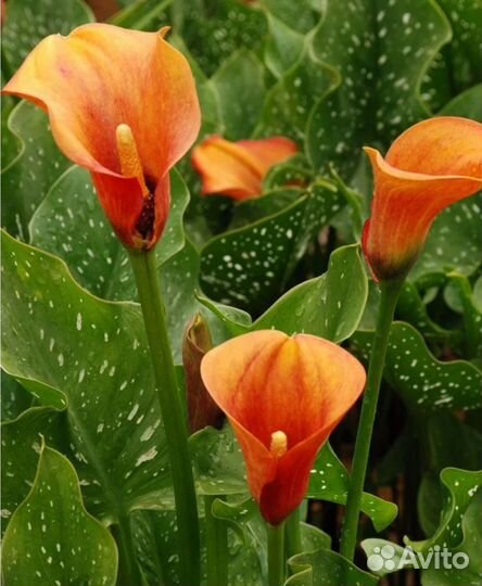 Луковицы Каллы