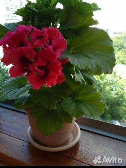 Пеларгония королевская фуксия цвет