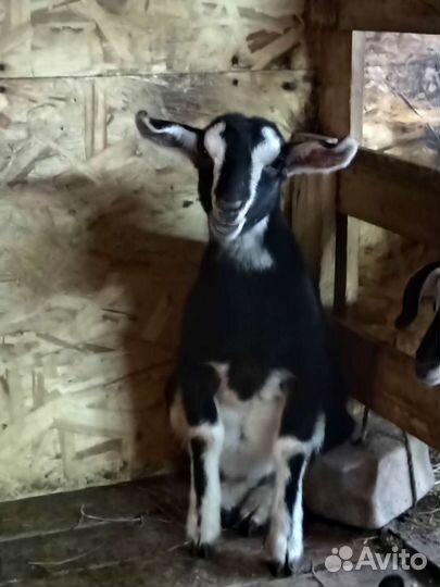 Козлята