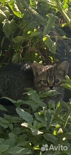 Кошечка в добрые руки