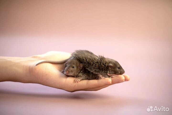 Крыса лонг крысята