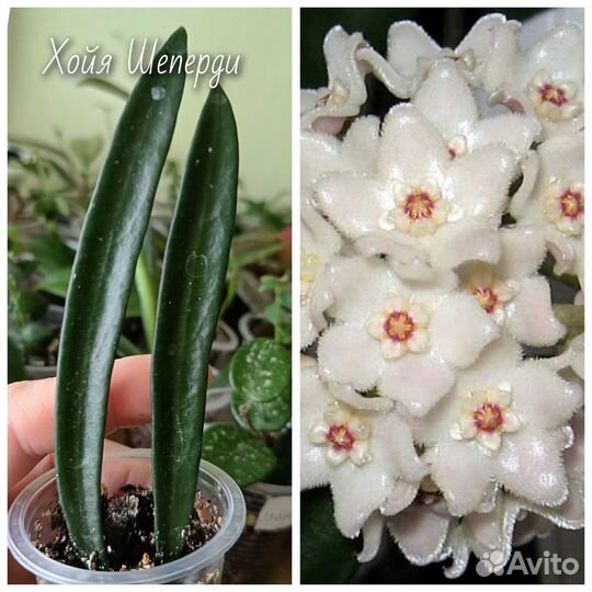 Хойя 10 видов