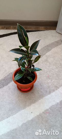 Фикус Мелони