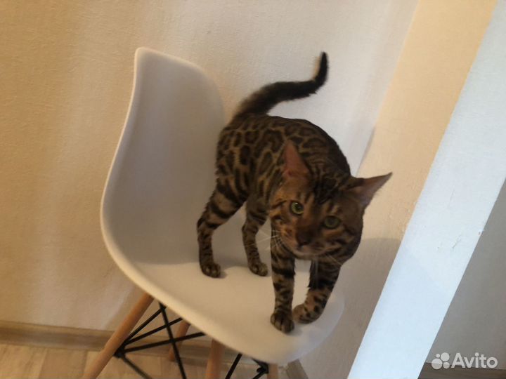 Бенгальский кот вязка