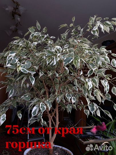 Фикус бенджамина большой