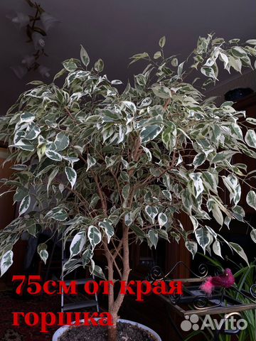 Фикус бенджамина большой