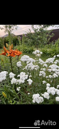 Многолетние садовые растения