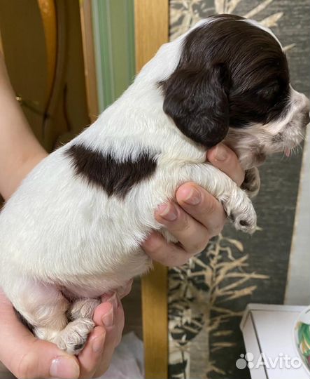 Щенки русского спаниеля