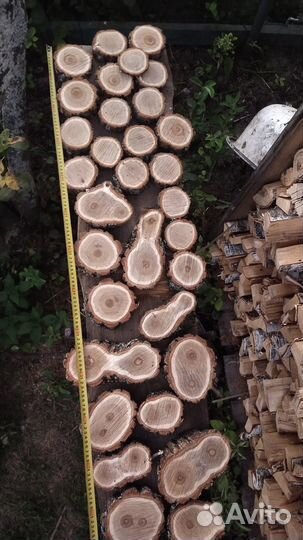 Спил дуба и берёзы