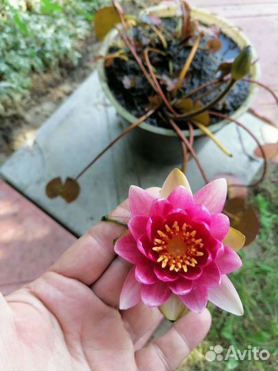 Кувшинки нимфея