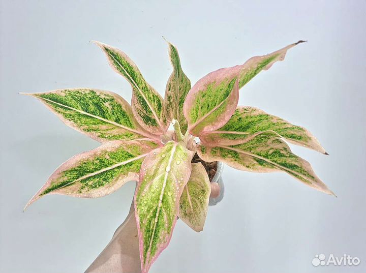 Аглаонема Lipstick Pudding