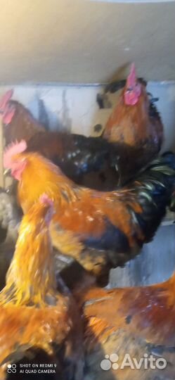 Молодые петухи