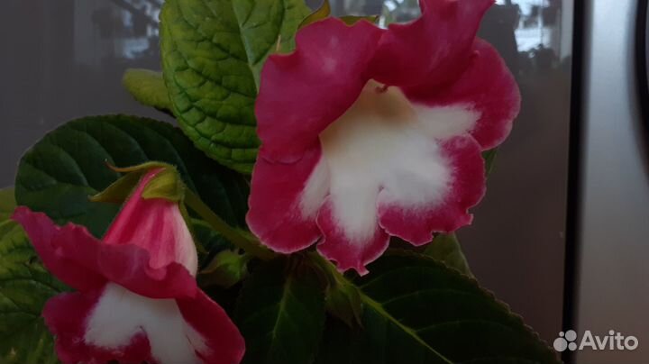 Глоксинии в ассортименте