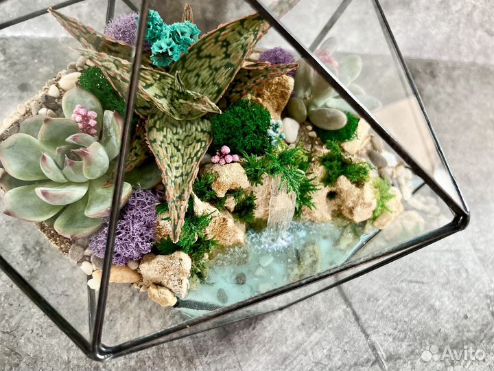 Композиция из живых растений. Подарок