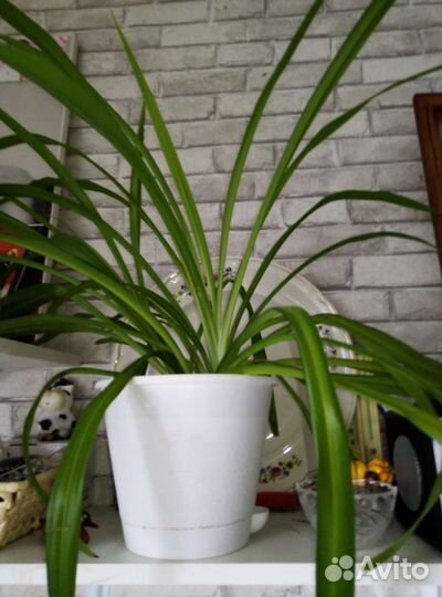 Фикус Бенджамина и домашние цветы