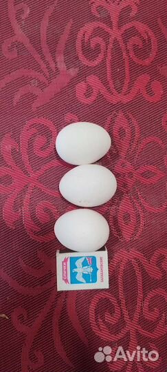 Яйцо домашнее