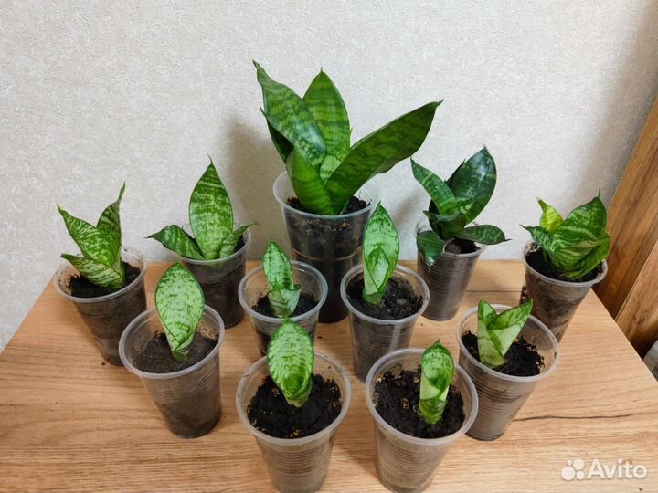 Сансевиерия