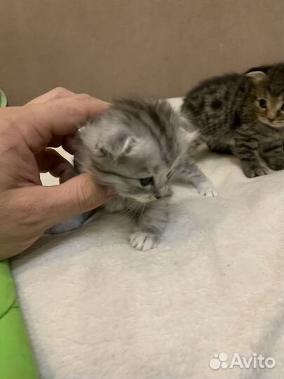 Полубританская