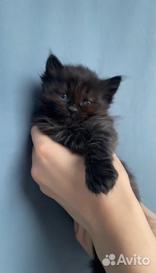 Котята Мейн куны помесь