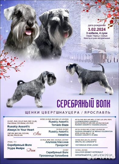 Цвергшнауцер щенки перец с солью
