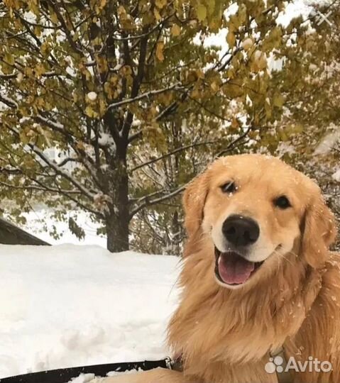 Ретривер вязка