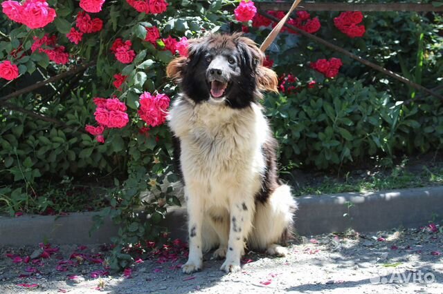 Малышка в поисках дома