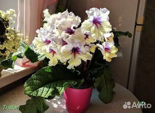 Стрептокарпусы