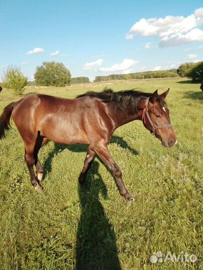 Продам жеребенка