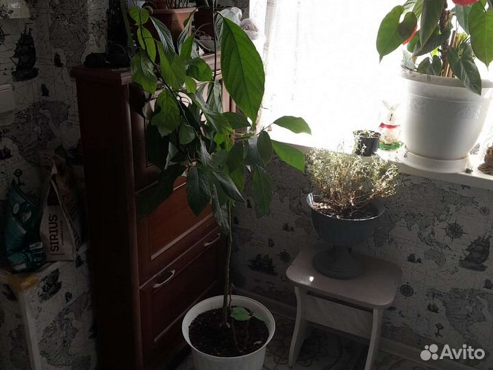 Авокадо дерево