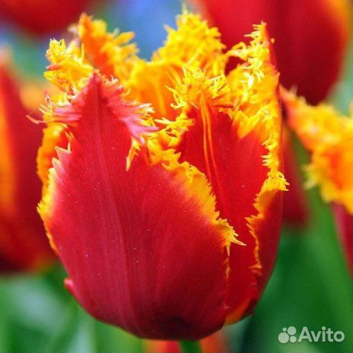 Луковицы махровых тюльпанов fabio