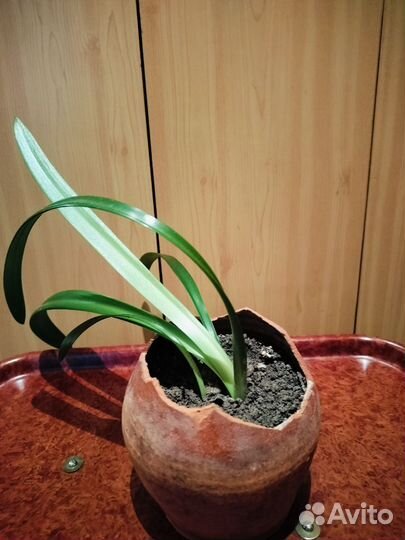 Амариллис- гиппеаструм