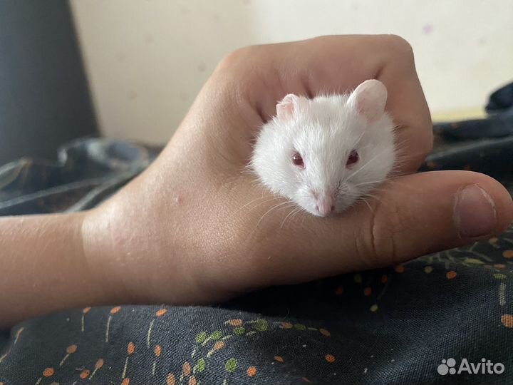 Джунгарские хомячки