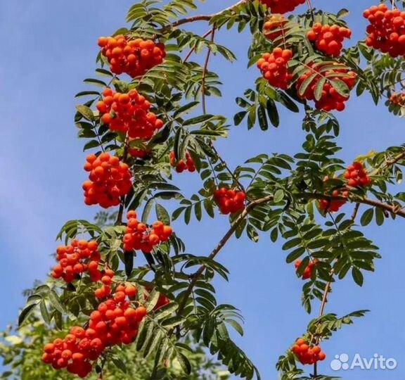 Рябина плакучая