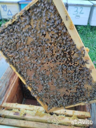 Пчелопакеты и матки Карника Скленар, Бакфаст