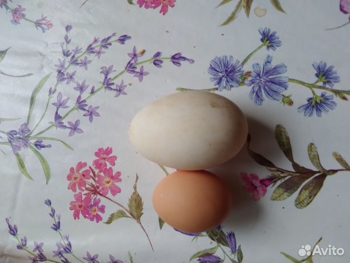 Продажа гусиных яиц