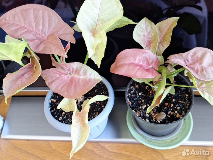 Сингониум Пинк неон