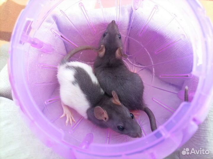 «Крысиная норка»—питомник декоративных крыс. крыса