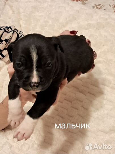 Продам щенков амстафа