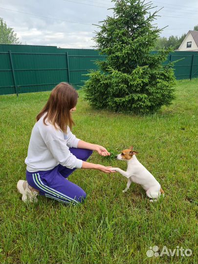 Зоопсихолог ветеринарный врач