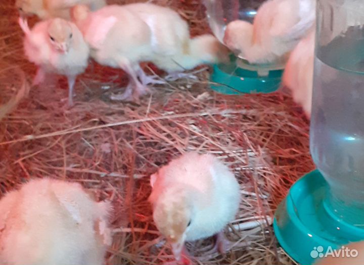 Индюшата биг-6 недельные