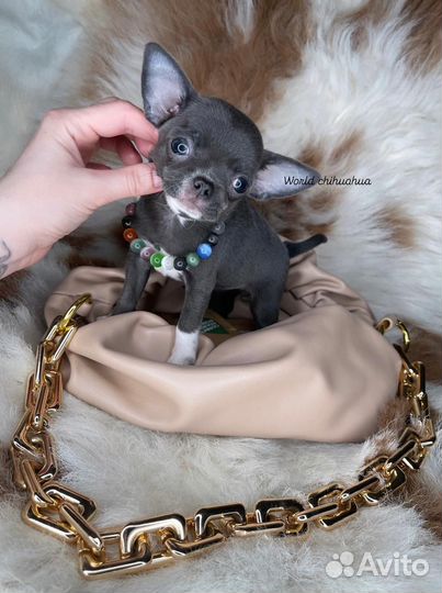 Эксклюзив Micro Принцесса