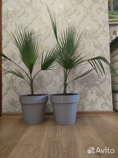 Пальма Вашингтония нитчатая