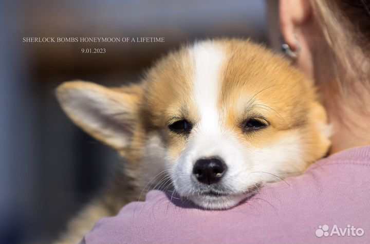 Корги девочка