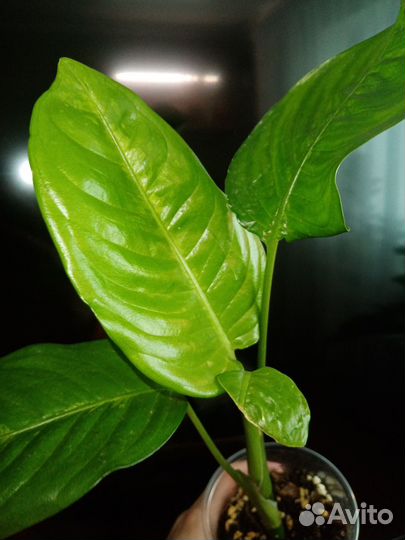 Диффенбахия Macrofilla variegata