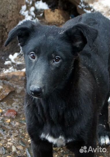 Собаки на охрану