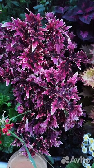 Черенки колеуса