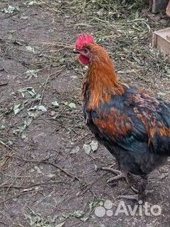 Молодые петухи