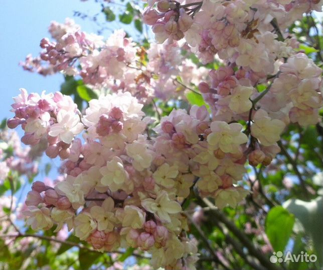 Сирень обыкновенная красавица Высота от 50см