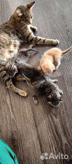 Котята в добрые руки