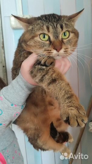 В добрые руки очаровашки